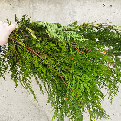 Winter Evergreen Assortment